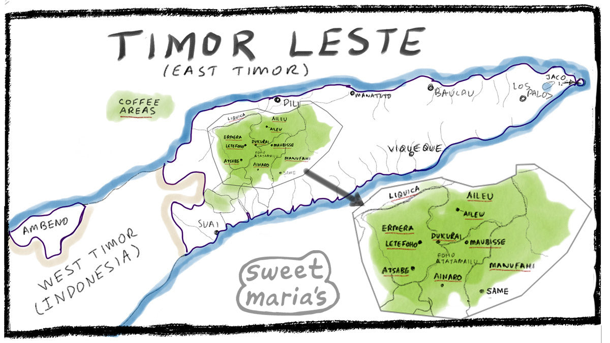 Timor - Coffee Shrub