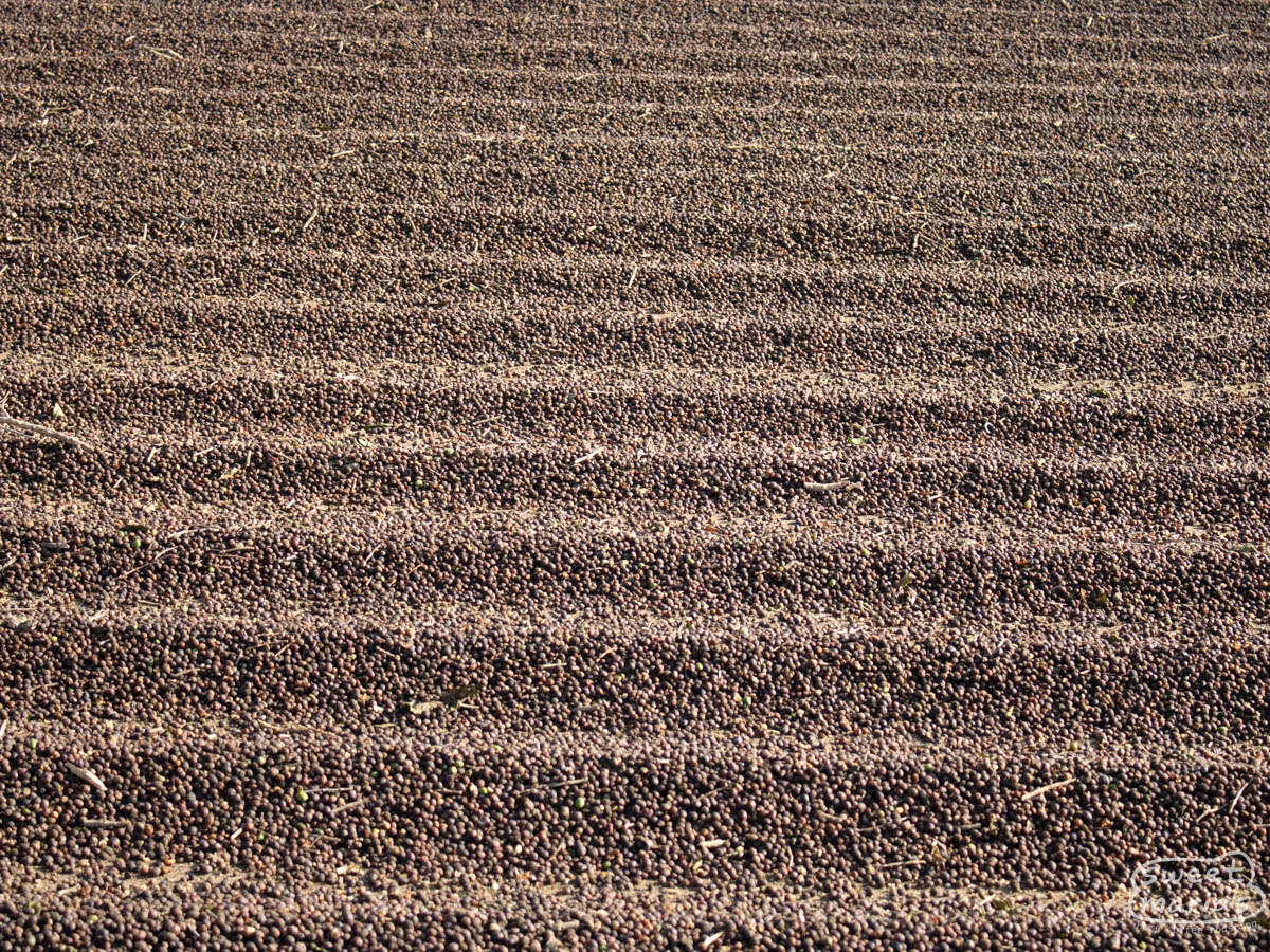 Whole cherry pods drying on a cement patio at another farm in the South Minas region. 