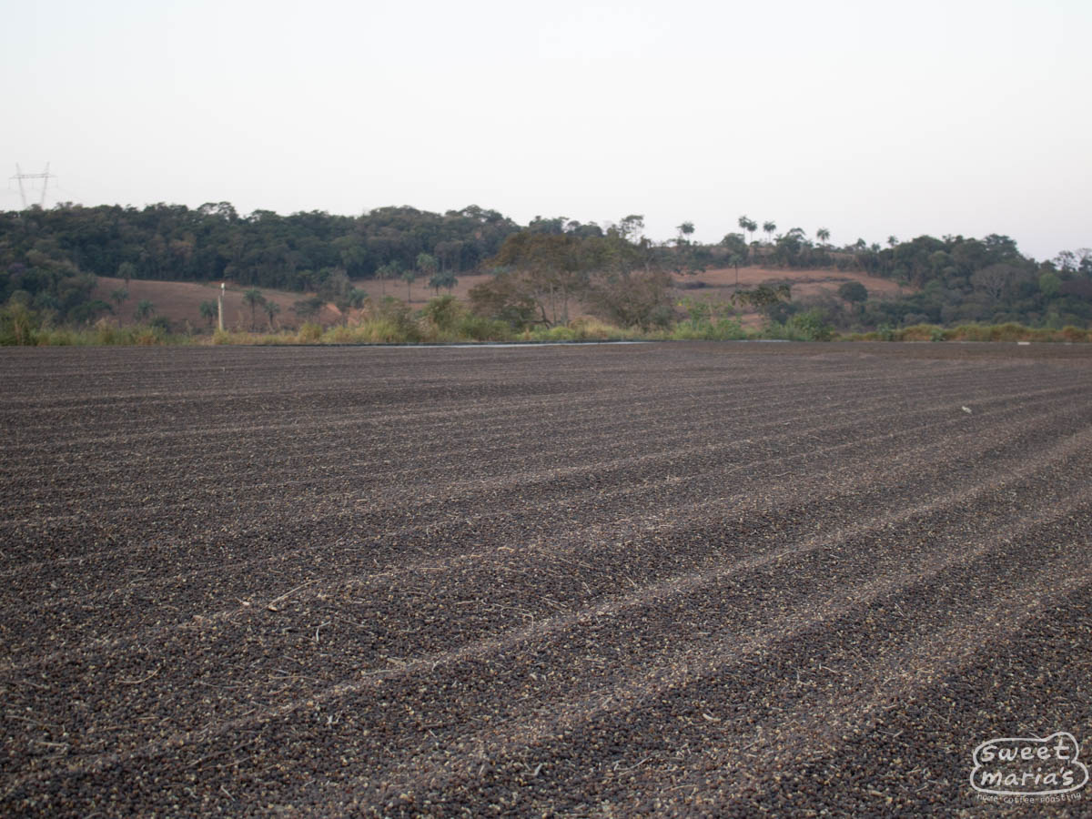 Natural Brazil coffee drying on patio