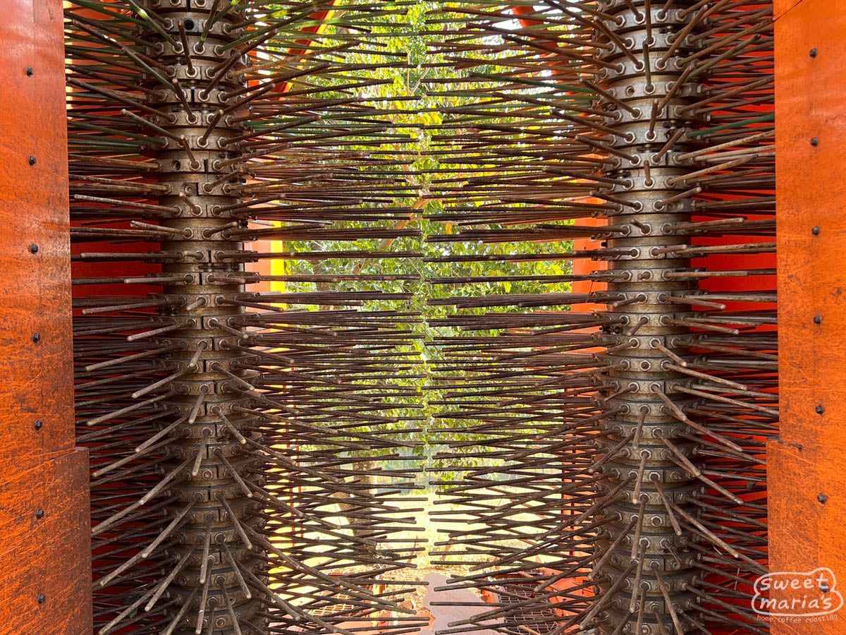 Flowering coffee shrubs at a farm in Mogiana.