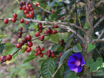  Nariño.