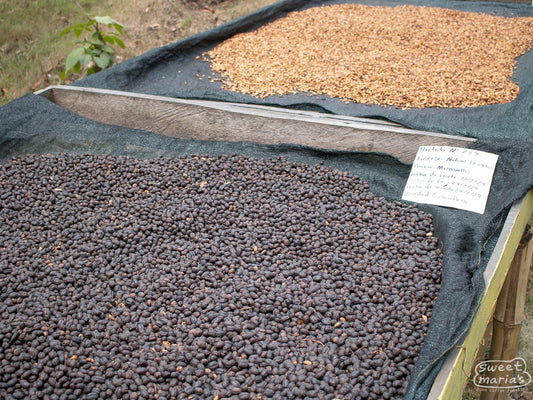 Natural process Cuscatleco coffee variety dries on raised beds at Miravalles' milling site. Ahuachapan, El Salvador.