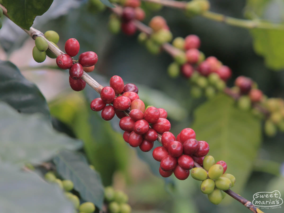 Red Bourbon coffee cherries ripen at an Ahuachapán farm.