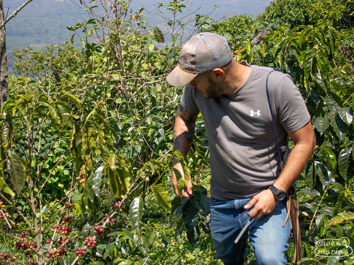 Luis Duarte Jr gives us a tour of Finca San Miguel in 2024.