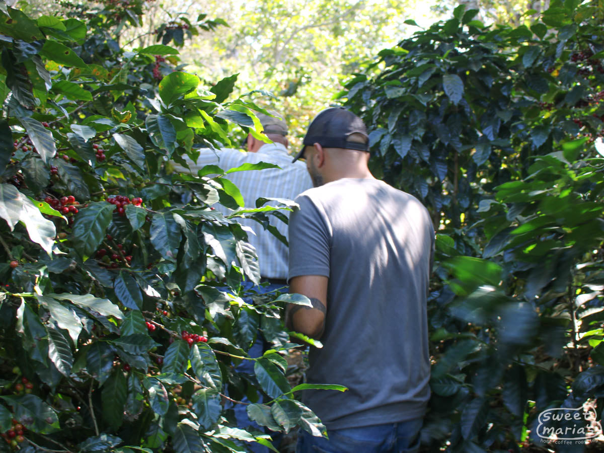  run by the Duarte family of finca Miravalles