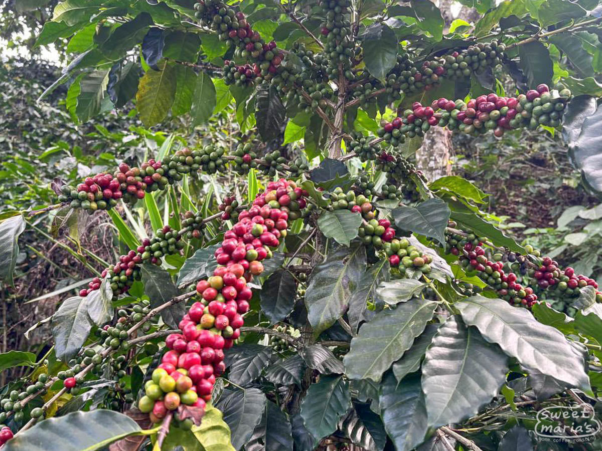 Photo of a Ethiosar coffee cherries of varying ripeness at the San Miguel farm.