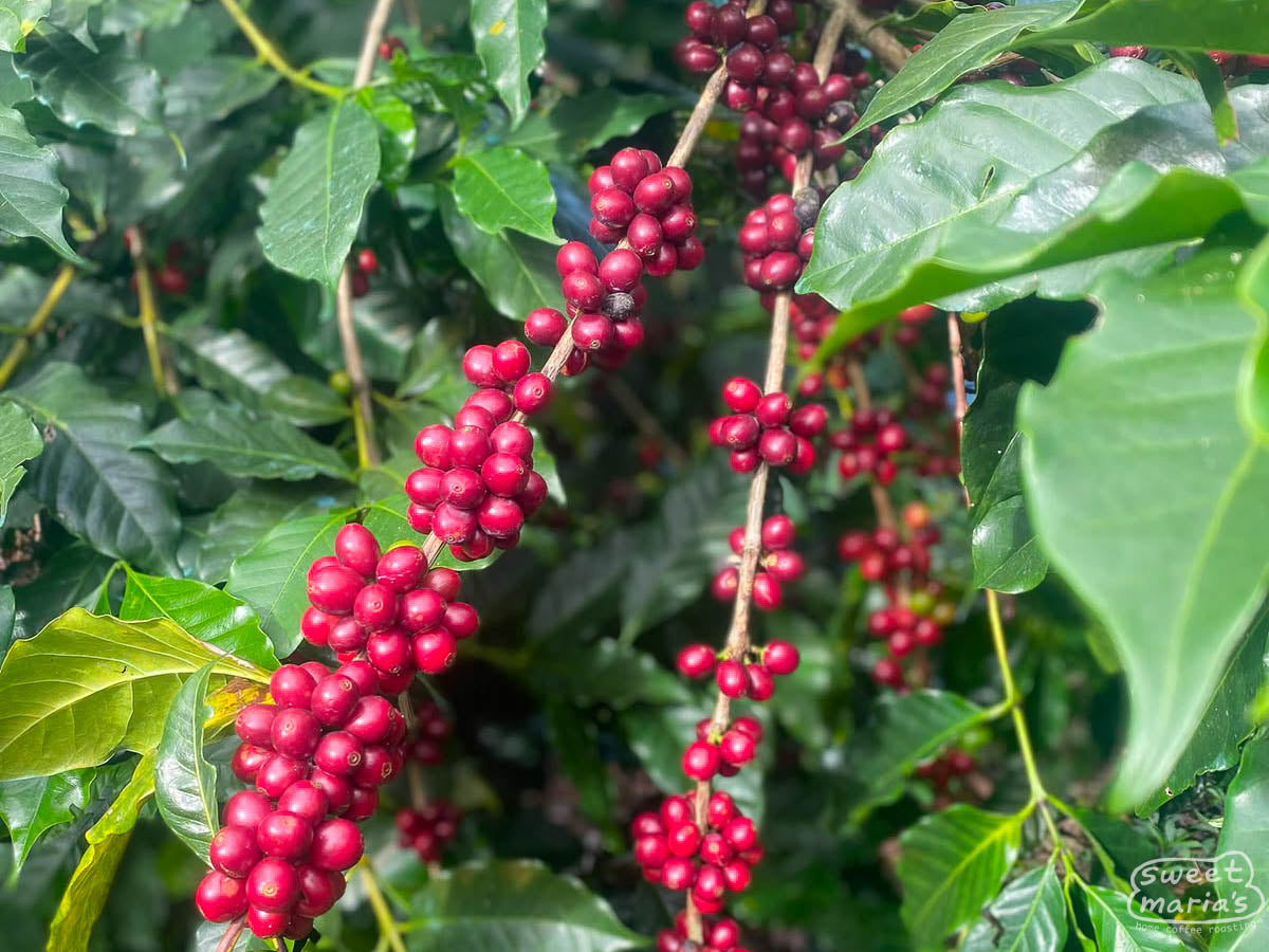 Close-up of ripe Ethiosar coffee cherries on a long branch at Finca San Miguel.
