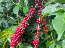 Close-up of ripe Ethiosar coffee cherries on a long branch at Finca San Miguel.