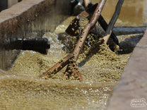 Ethiopia Uraga SWP Decaf