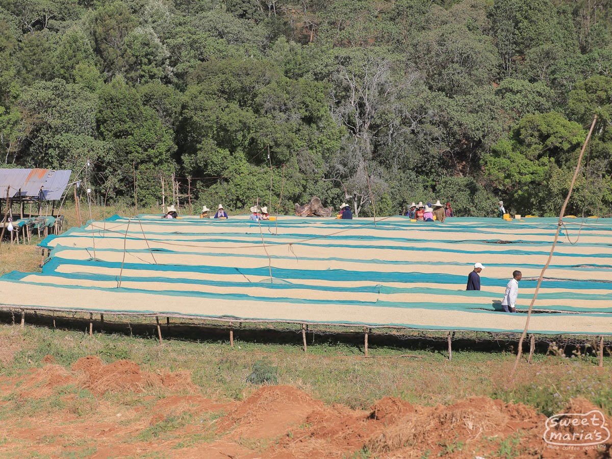 Workers sort through drying parchment to create the Grade 1 coffee at Buture washing station.