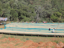 Workers sort through drying parchment to create the Grade 1 coffee at Buture washing station.