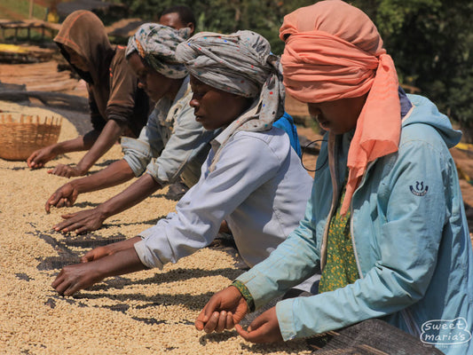 Workers sift through wet process coffee for defects while the coffee dries on raised beds at Gerba Dogo site, Guji.