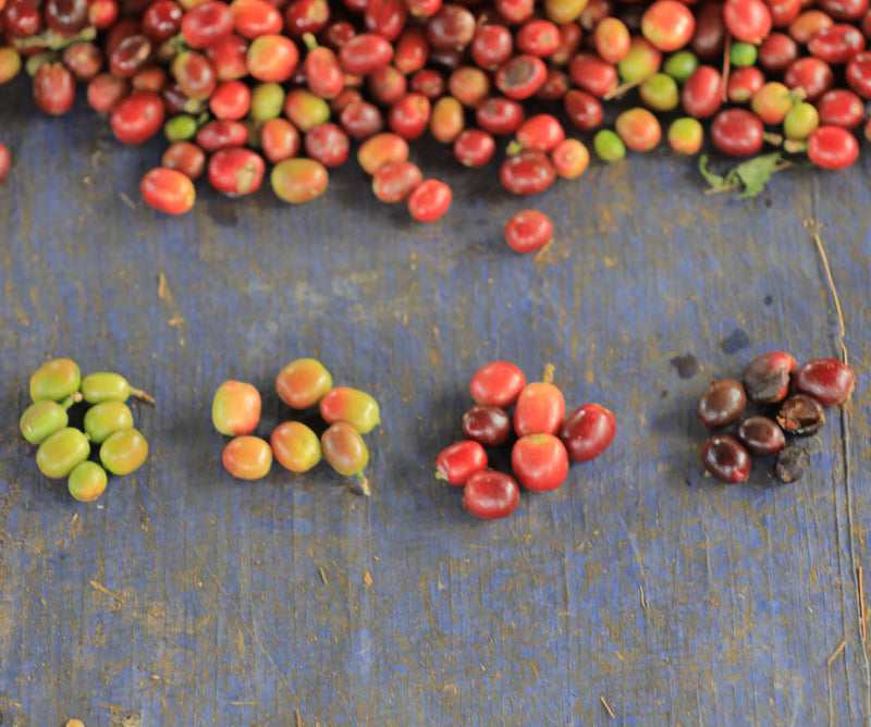 Coffee cherries at different stages of ripeness from green to dried