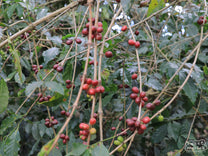 A rolling coffee depulper at one cooperative member's home is shared by many neighbors during the harvest (and easily moved!).