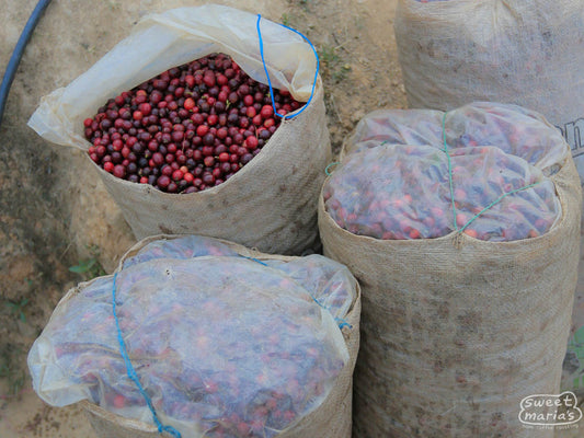 Whole coffee cherries in mylar bags await processing at the Rosma site in Huehuetenango.