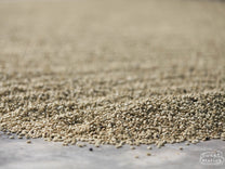 Green coffee in its protective parchment layer dries on the cement patios of a coffee farm in La Libertad, Huehuetenango.