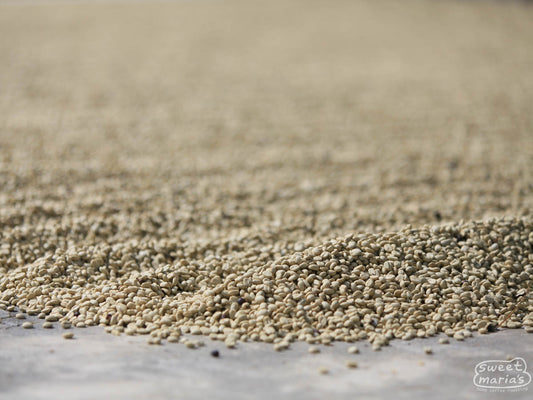 Parchment coffee dries on the cement patio of a Huehuetenango farmer, Guatemala.