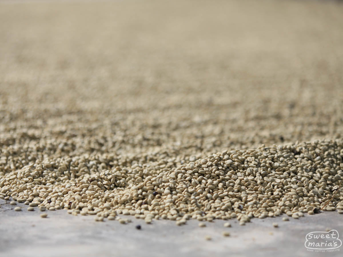 Parchment coffee dries on the cement patio of a farmer in Huehuetenango (not Silvestre's farm).