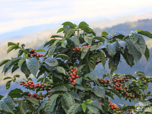 Coffee cherries ripening on a shrub in San Pedro Necta, not Coban. (We don't have photos of Chichupak farms).