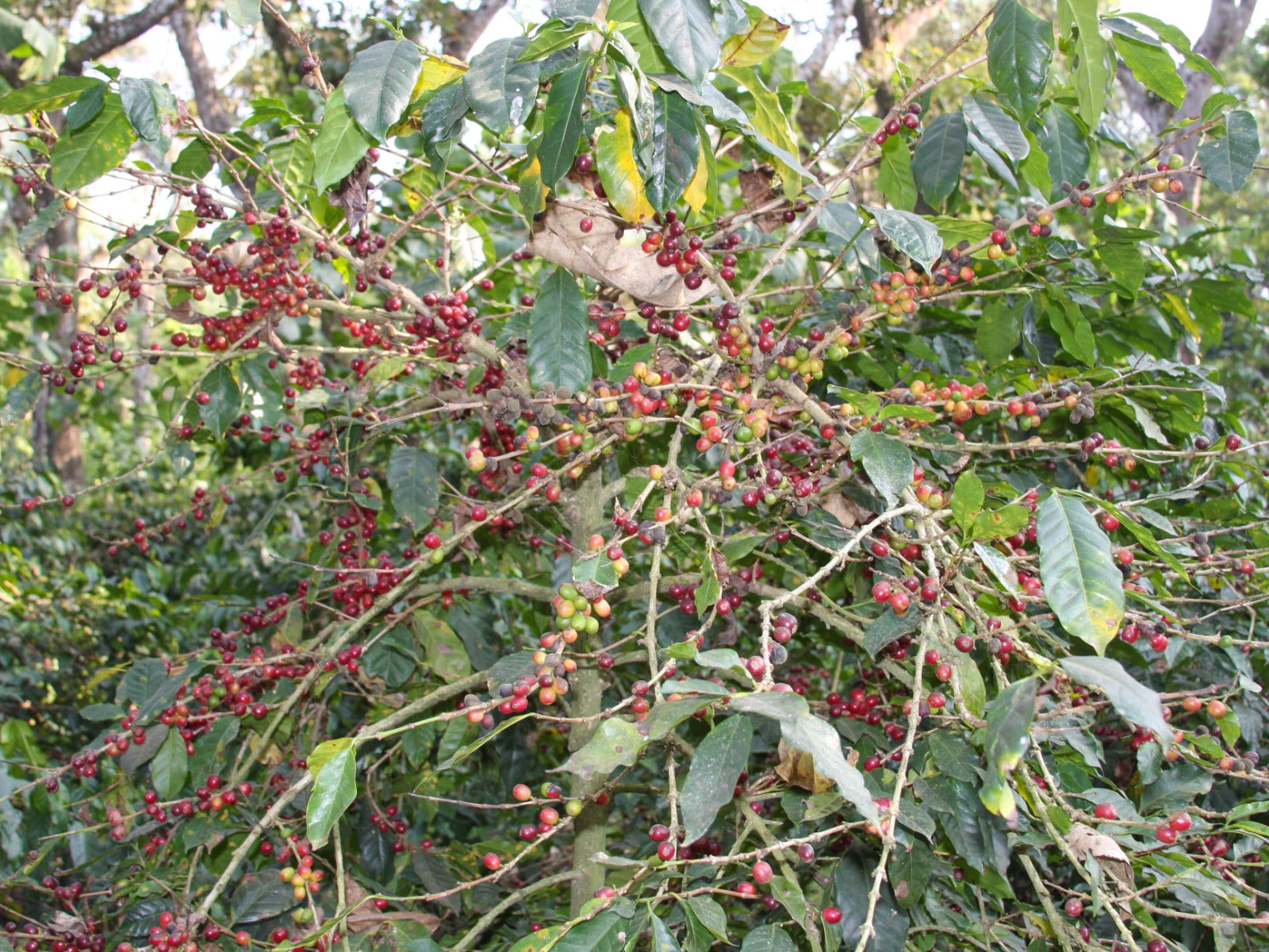 Coffee shrub filled with ripe cherries in India.