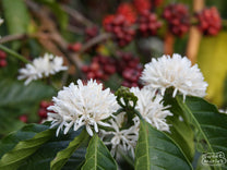 Large "pom pom" shaped flowers bloom on a Robusta plant in Chikmagalur region. These are much larger than Arabica flowers.