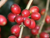 Bourbon type coffee plant with ripe red fruit at a farm in India.