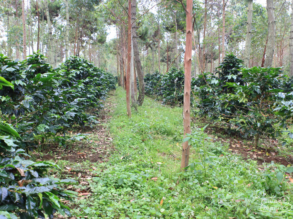 Clumps of coffee cherries ripen to a deep red color on a shrub in Garut region, Java Sunda.
