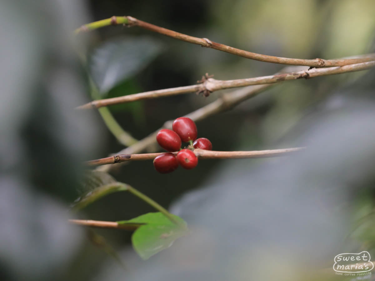 Red coffee cherries are ripe and ready to be picked at a farm near Gunung Papandayan
