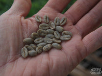 Canoe-shaped green Typica coffee seeds at a farm in West Java ("Sunda").