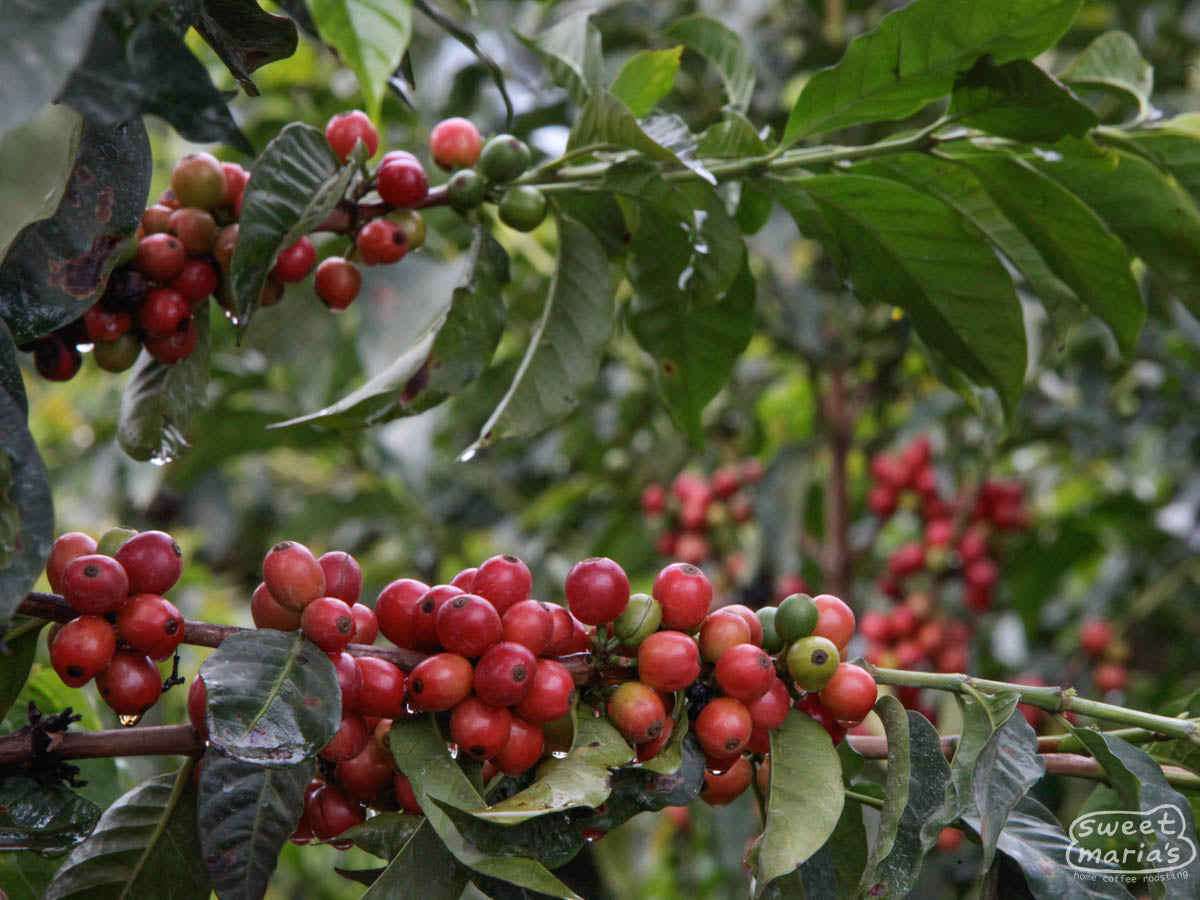 Kenya Nyeri Karindundu AB