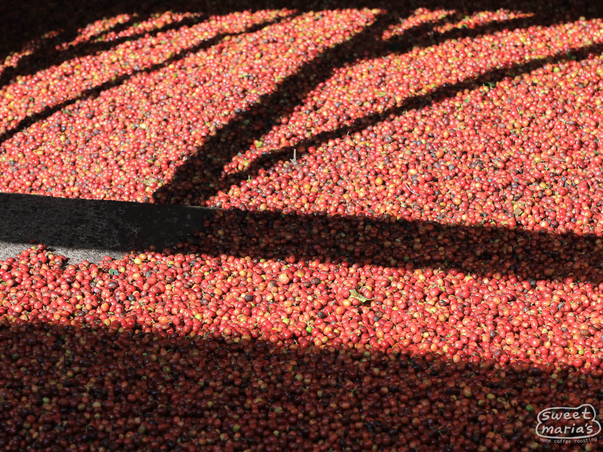 "Parchment Store B" painted on the side of the cool storage building where the dried coffee is kept at Karatu.