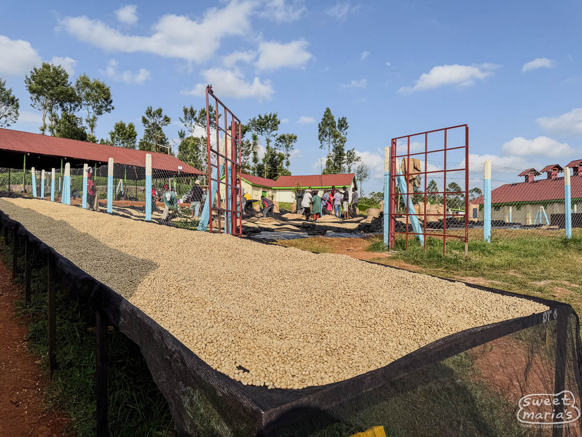 Parchment coffee dries on raised beds at a factory near Kiamugumo (we have not visited this specific site).