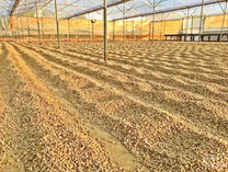 Parchment coffee dries under the cover of a large drying room in Paksong.