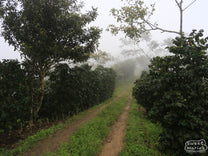 The Buenos Aires' wooden sign at the coffee farm.