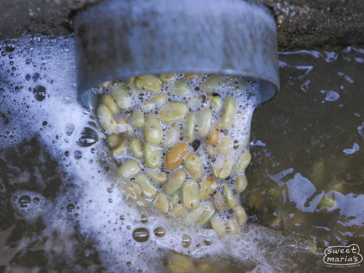  holds out a handful of green Maracaturra coffee seeds straight from the washing channels