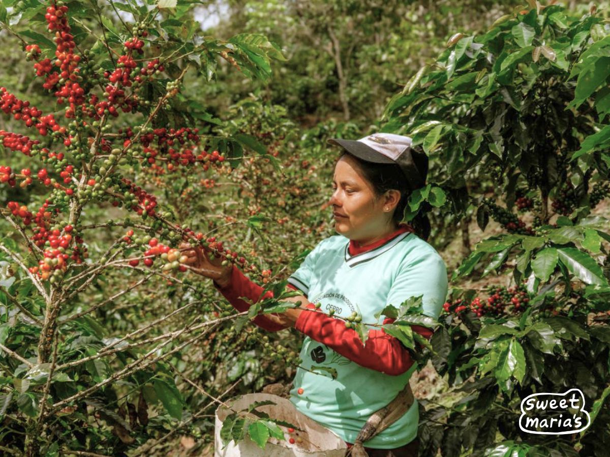 A farmer from the Cerro Blanco cooperative harvests ripe coffee cherries during the harvest. (Photo courtesy of APROCEB)