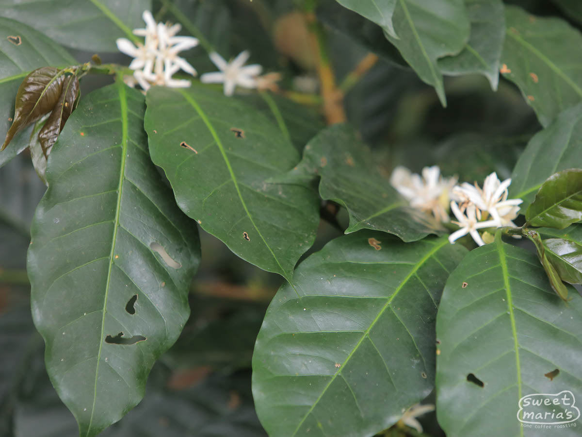 White flowers blossom on a coffee plant in Huabal.