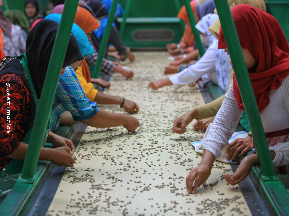 A worker turns wet hulled coffee on a large cement drying patio in Aceh, Sumatra.