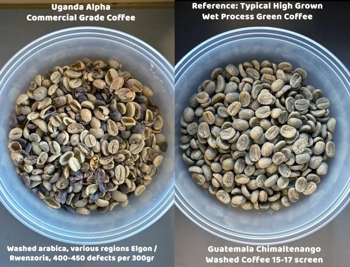 A side-by-side comparison of Uganda Alpha R400 coffee next to a typical wet process Guatemalan coffee.
