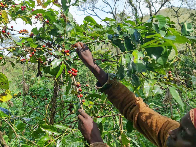 A member of the Grassfield cooperative picks the red cherries from his tree, leaving the green coffee in place so that they can continue to ripen. Bamboutos regions, Cameroon.