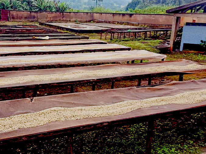 Coffee dries on raised beds at the Grassfield cooperative in Cameroon.