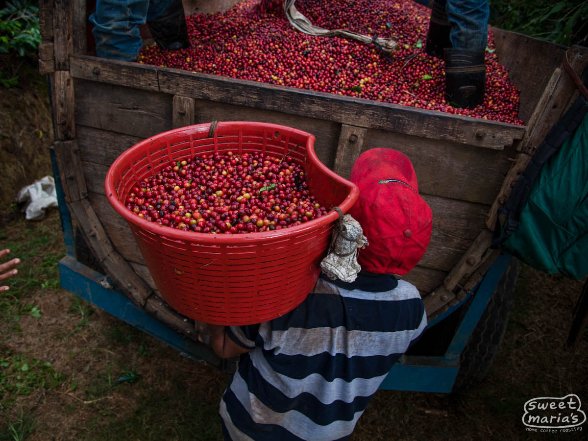  Coffee pickers deliver their cherries at a pickup spot at Hacienda Sonora.