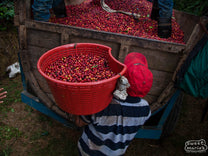  Coffee pickers deliver their cherries at a pickup spot at Hacienda Sonora.