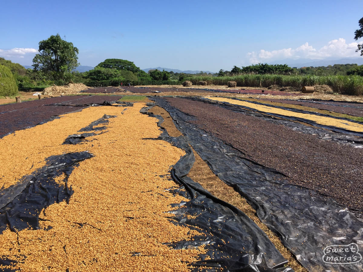 Honey and dry process coffee dries on black tarps in full sun at Hacienda Sonora.