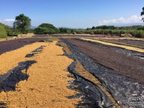 Honey and dry process coffee dries on black tarps in full sun at Hacienda Sonora.