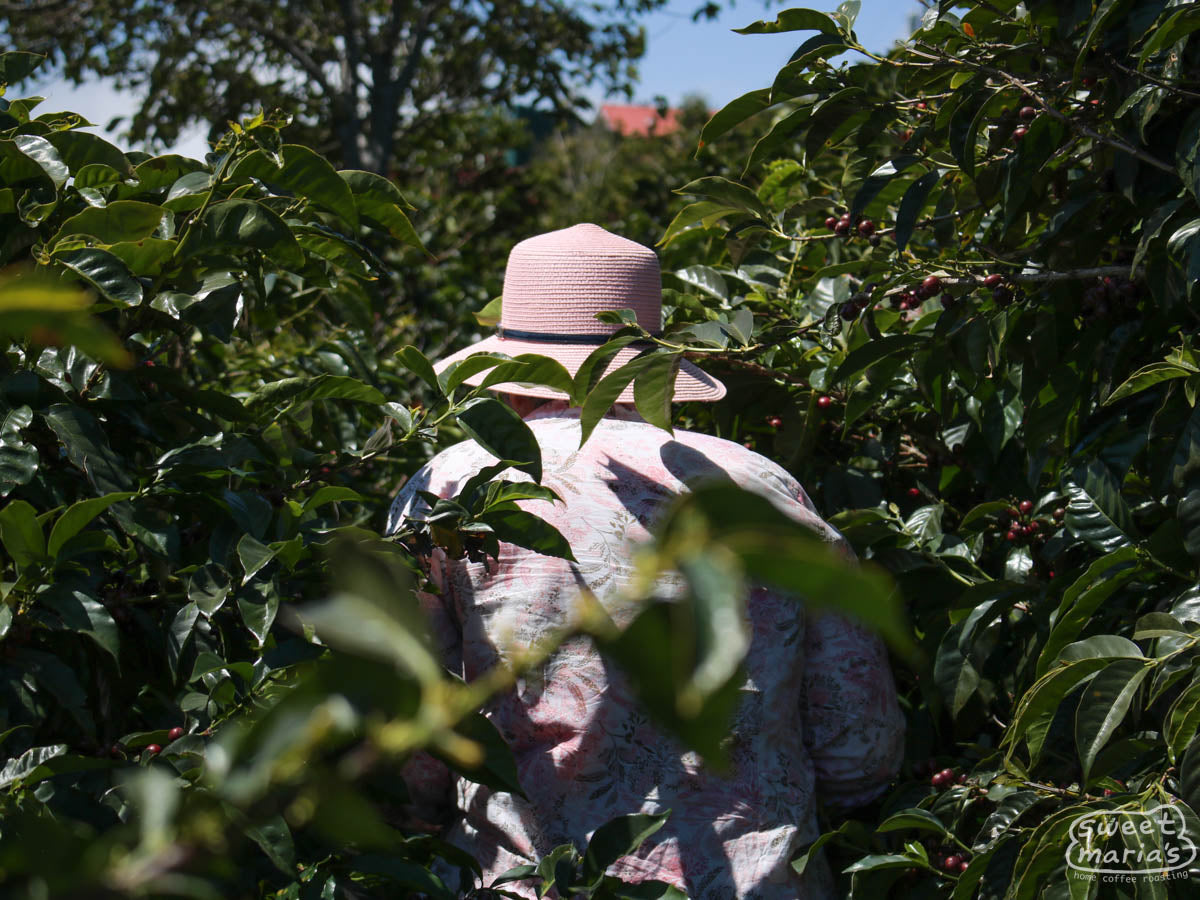 Maria Helena leads us through the neatly planted rows of coffee at the El Danto farm in West Valley, Costa Rica.