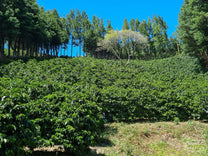 Looking up at one of the coffee plots surrounded y shade trees at Sumava.