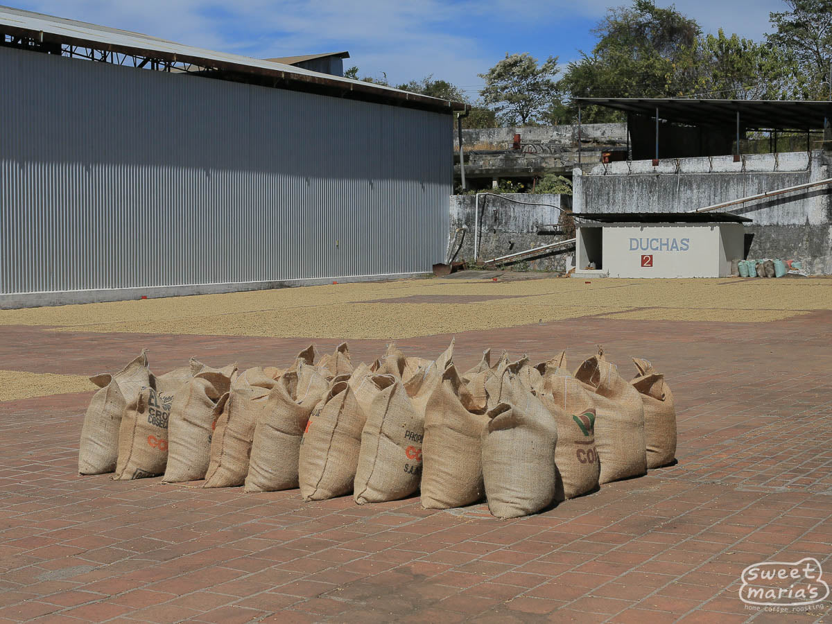 A row of tan burlap sacks sits on a brick patio in front of the wet mill ("Duchas 2") with coffee drying behind it. San Miguel mill.