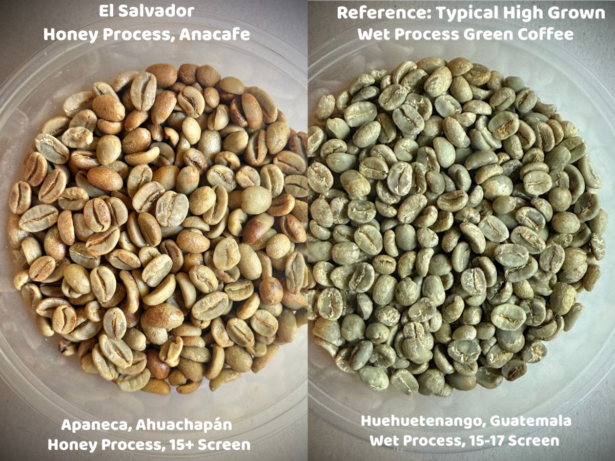 A side-by-side comparison of honey process Anacafe green coffee from Finca San Luis and a wet process Guatemalan green coffee (unroasted).