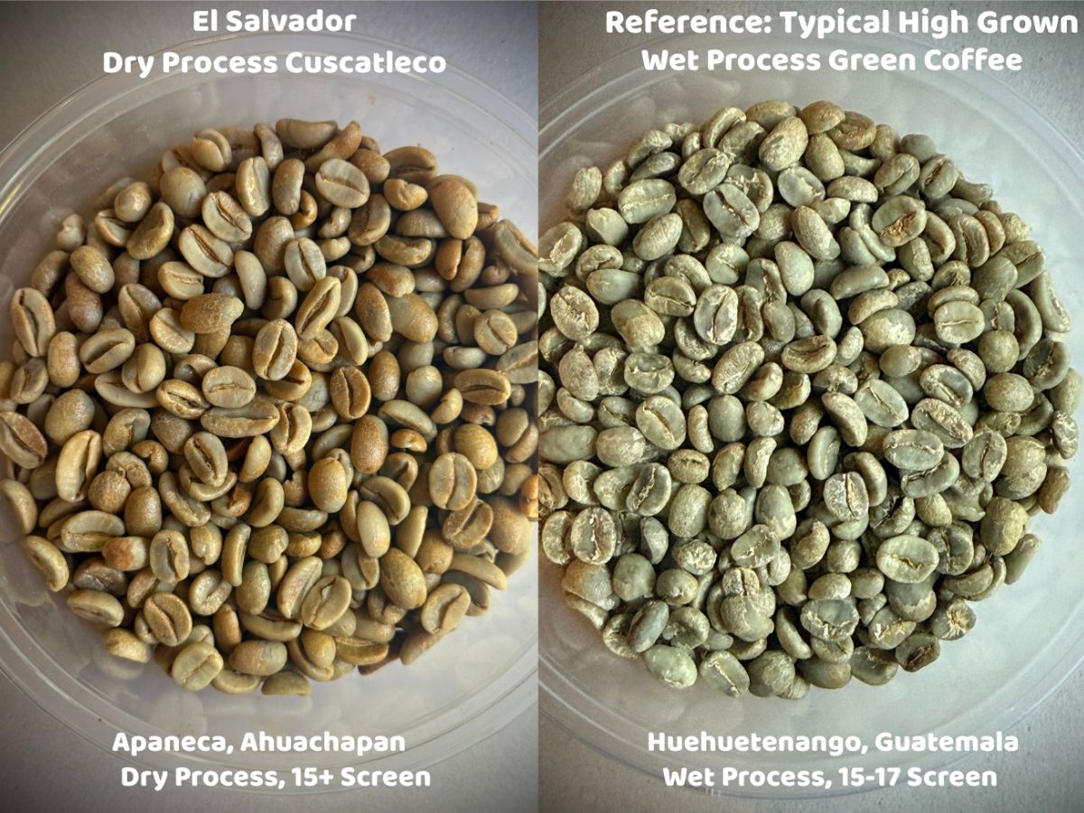 A side-by-side comparison of honey process Dry Process Cuscatleco from Finca San Luis and a wet process Guatemalan green coffee (unroasted).